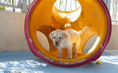 Teddy the Community pup named in honour of the late Martin Segal, UK Executive Director of Israel Guide Dogs